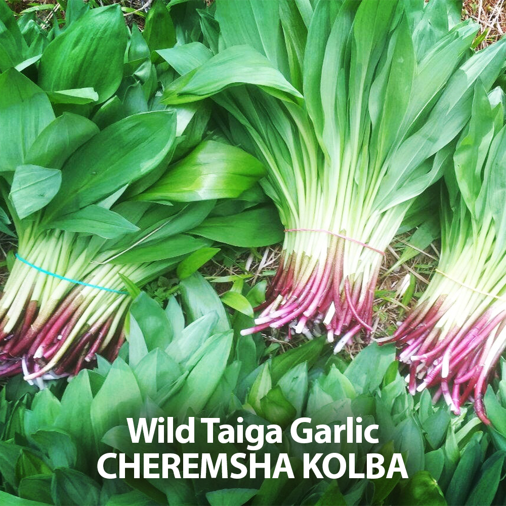 Grounded Wild Taiga Garlic Kolba, Taiga Cache, 380g/ 13.4oz